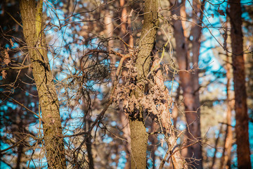 winter forest in Ukraine