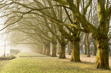 Fototapeta premium Aleja platanów w szczecińskim parku