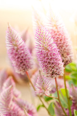 Ptilotus exaltatus (Joey) flower