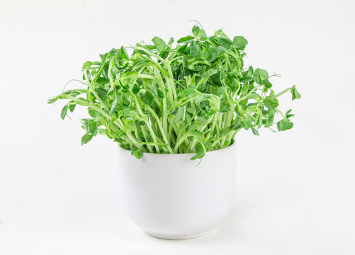 closeup green pea sprout  in white cup