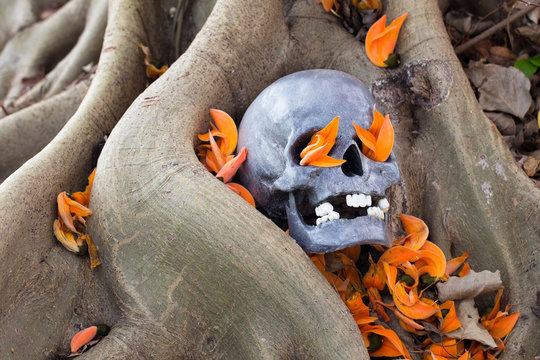 Still life photography, skull on Flame Of The Forest at bottom o