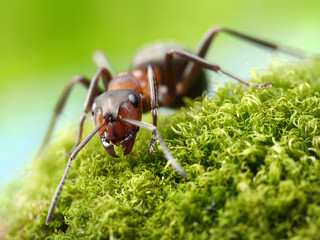 ant formica rufa