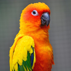 Sun Conure