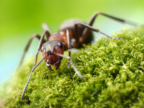 ant formica rufa