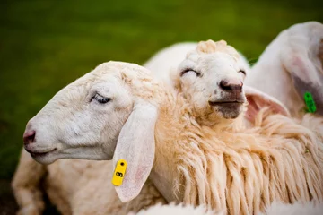 Papier Peint photo Moutons Deux moutons fermés avec un visage heureux dans une ferme.