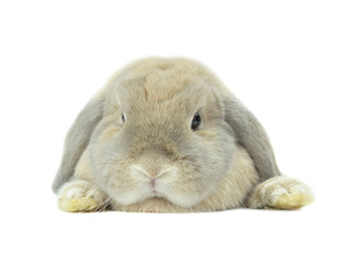 gray rabbit isolated on white background
