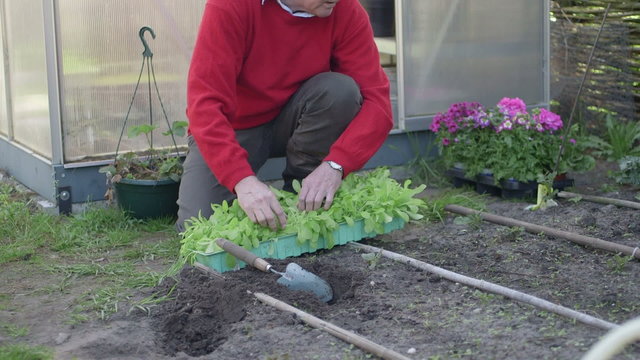 Man planting plants in greenhouse 