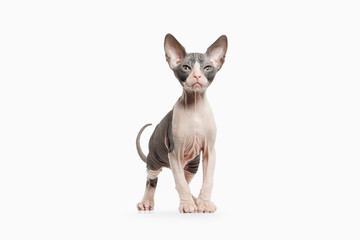 Cat. Don sphynx kitten on white background