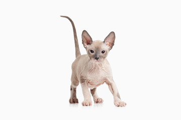 Cat. Don sphynx kitten on white background