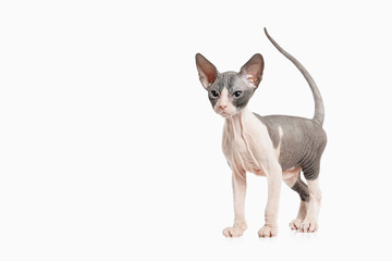 Cat. Don sphynx kitten on white background