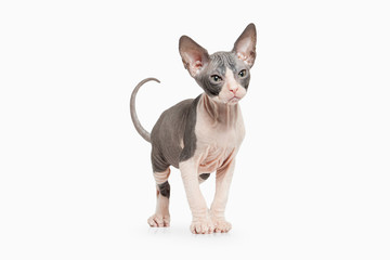 Cat. Don sphynx kitten on white background
