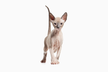 Cat. Don sphynx kitten on white background