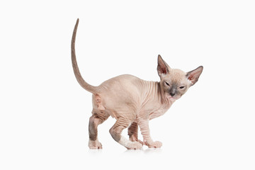 Cat. Don sphynx kitten on white background