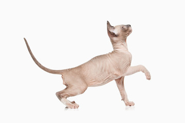 Cat. Don sphynx kitten on white background