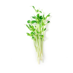 closeup green pea sprout  on white background