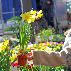 Achat plante fleurie