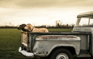 labradors in a vintage truck - obrazy, fototapety, plakaty