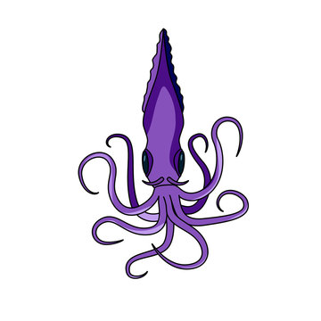 Squid isolated