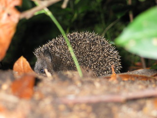 Junger Igel