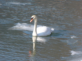 Schwan