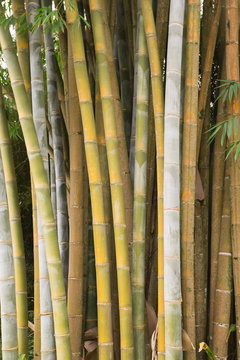 touffe de bambous géants
