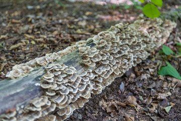 Stump with moss-covered white mushrooms