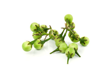 turkey berry isolated in white background