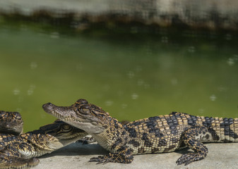 crocodile