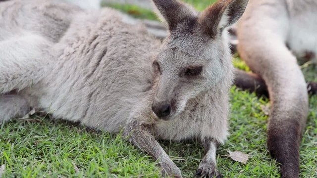 A group of Australian kangaroos outdoors on the grass.
