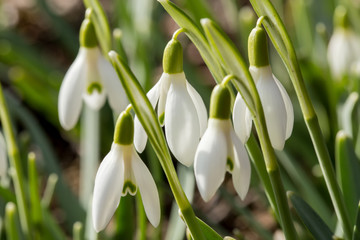 Fototapeta premium Snowdrop bloom in springtime