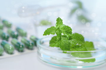 Peppermint capsules, research and development