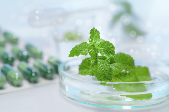 Peppermint Capsules, Research And Development