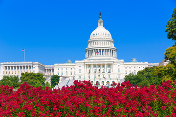 Capitol building Washington DC pink flowers USA