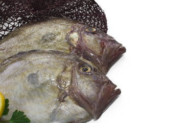 fresh fish in the fishing net