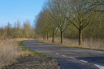 Trees along a road in winter