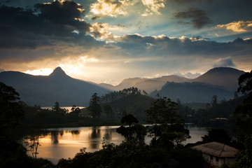 Panorama of the tea plantations at sunset