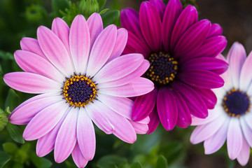 Fototapeta premium デイジー