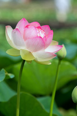 Obraz premium 蓮の花