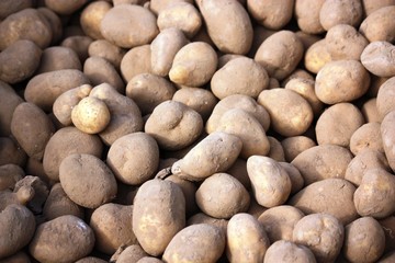 Kartoffeln - Biokartoffeln