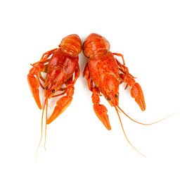 boiled crawfish isolated on white