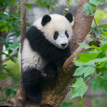 Fototapeta Cute panda bear climbing tree