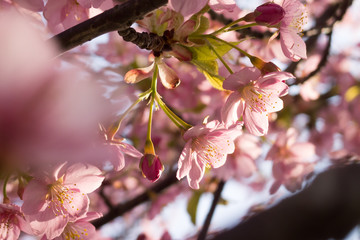 桜