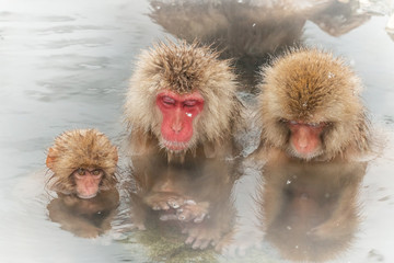 家族で温泉に来たニホンザルの家族　 Japanese monkey which came to the hot spring