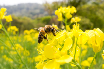 菜の花と蜂