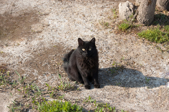 Black female cat sitting outdoors and looking at camera