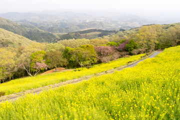菜の花畑