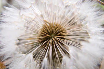 たんぽぽの綿毛