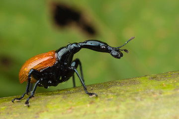 Female orange Giraffe weevil