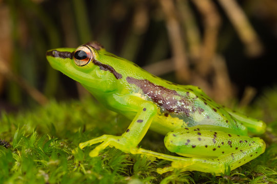 Beautiful green frog on moss