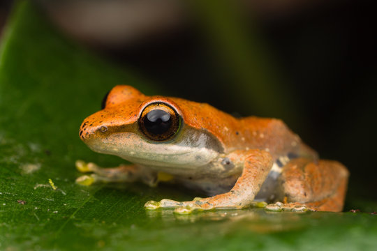 Orange Tree-frog on wet leaf
